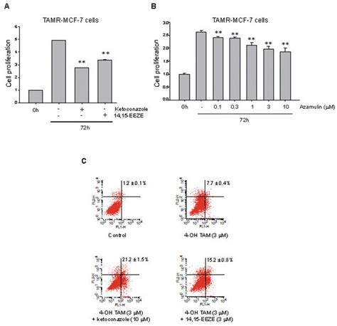 Effect Of Cyp A Inhibitors And Eet Antagonist On Cell