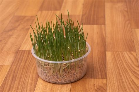 What Is Cat Grass Vet Reviewed Benefits And How To Grow It Hepper