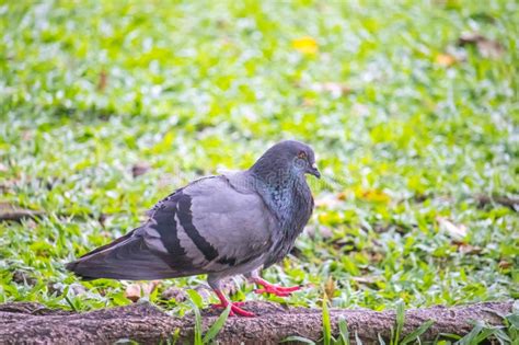 Indian Pigeon Or Rock Dove The Rock Dove Rock Pigeon Or Common