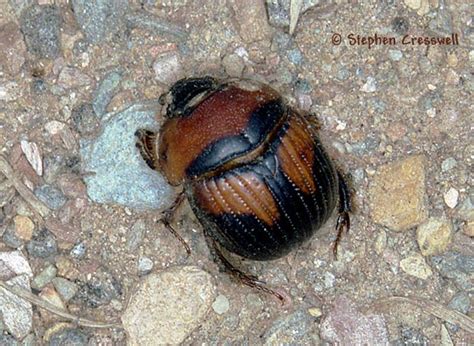 Earth Boring Dung Beetle Bolbocerosoma Farctum Bugguide Net