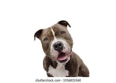 Shocked Surprised Dog Face Expression American Stock Photo 1936831960 ...