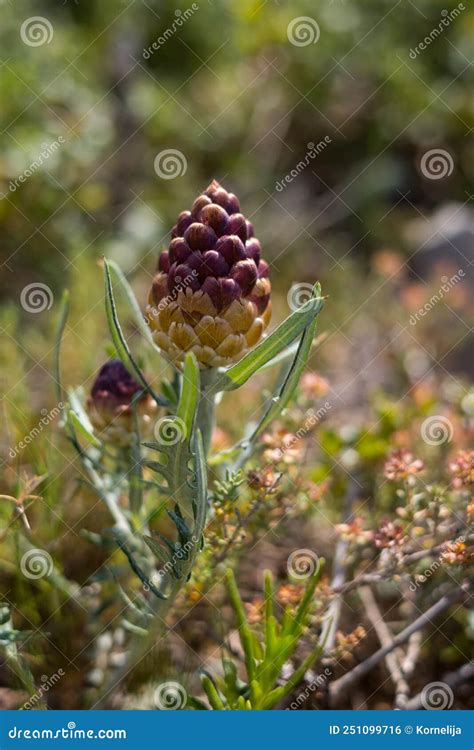 Rhaponticum Carthamoides Flowers Stock Photo Image Of Flowers Nature