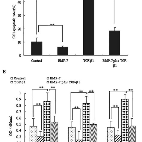 Bmp Inhibited Tgf B Induced Fn Secretion And Apoptosis By Mirna