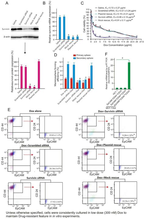 Survivin Knockdown Increases Chemosensitivity And Suppresses