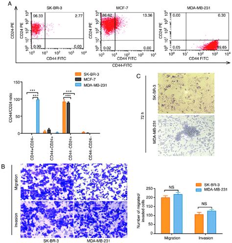 Cd44 Cd24 Low Expression Migration Invasion And Microsphere