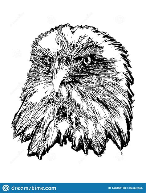 Eagle Head Vector Illustration Ilustraci N Del Vector Ilustraci N De