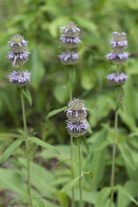 Downy Wood Mint (Blephilia ciliata) — Bring Back the Butterflies