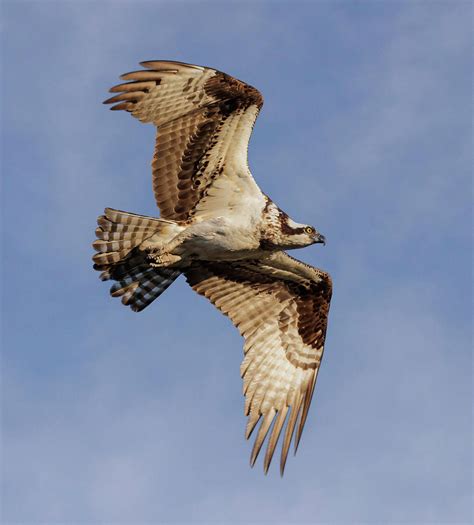 Osprey Photograph By Angie Vogel Fine Art America