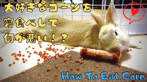 52 【変化するコーン】コーンが大好きなミニウサギに変わった食べ方でコーンを与えてみた ～my Rabbit Like Corn The