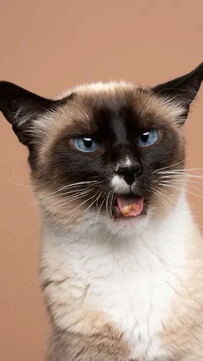 Reasons Why Siamese Cats Meow So Much Facts About Siamese Cats Being