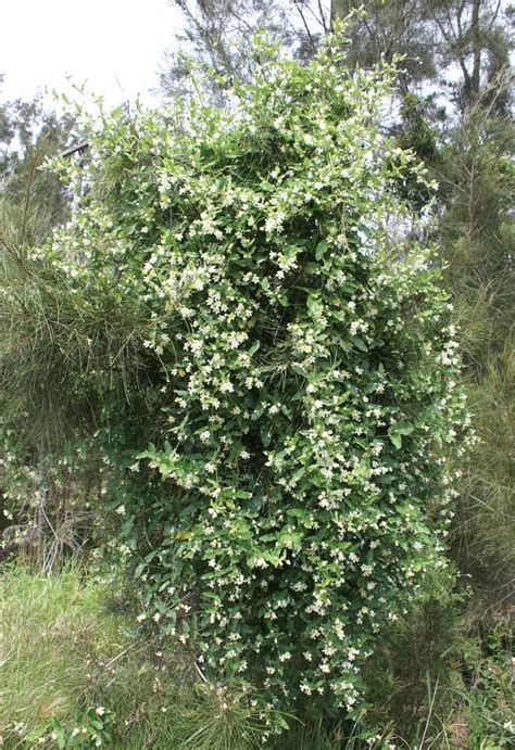 Moth Vine Sydney Weeds Network