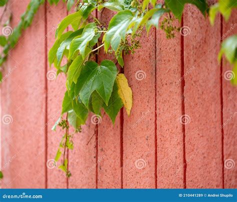 Hojas Verdes De Una Planta Trepadora En La Pared Imagen De Archivo