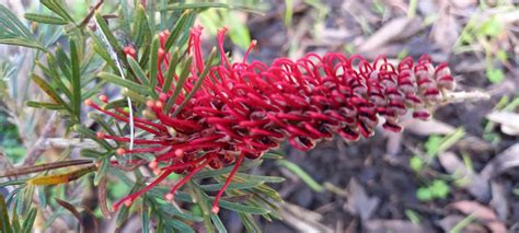 This Little Australian Plants Society Sa Fleurieu Group