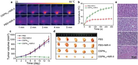 A Photothermal Images Of Mice Receiving Continuous Nirii Laser