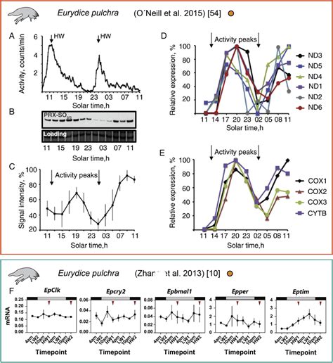 Tidal activity rhythm in E. pulchra generates antisense tidal cycles of... | Download Scientific ...