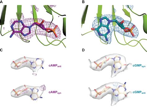 Figures And Data In Ligand Discrimination And Gating In Cyclic