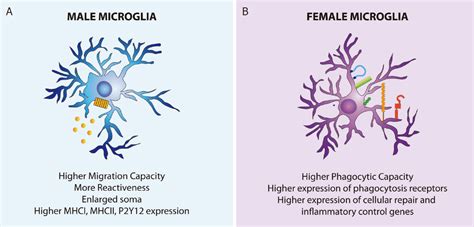 Physiological Sex Differences In Microglia And Their Relevance In