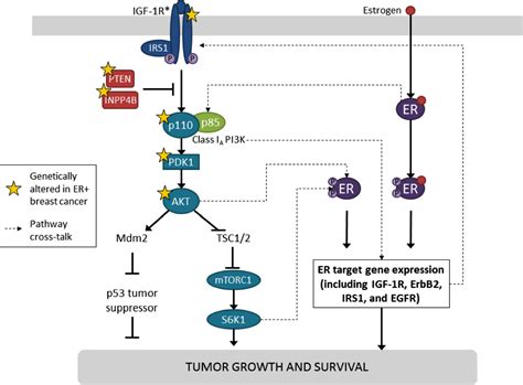 Targeting The Pi3kaktmtor Pathway In Estrogen Receptor Positive Breast Cancer Cancer