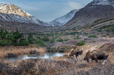 Wildlife & Bird Photography of Alaska - Jeff Schultz Photography