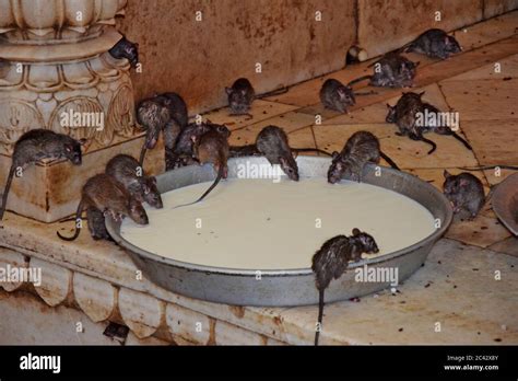 Rats Drinking Milk In A Temple In India Stock Photo Alamy