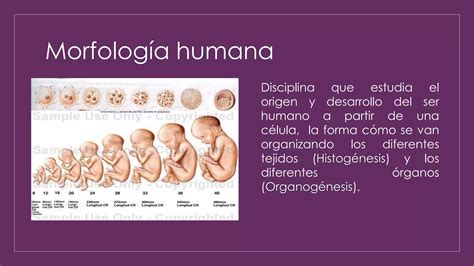 Introducción a la morfología humana PPT