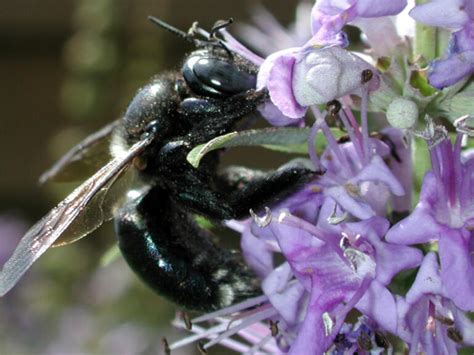 Consider The Borer Bee Katy Morikawa