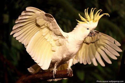 Interesting facts about cockatoos | Just Fun Facts