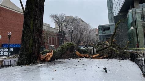 Winter storm brings down hundreds of trees in Portland, likely thousands more across the region ...