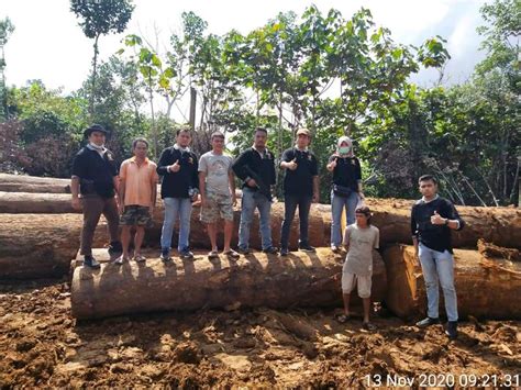 Bareskrim Ungkap Illegal Logging Di Hutan Kalimantan Tengah Okezone