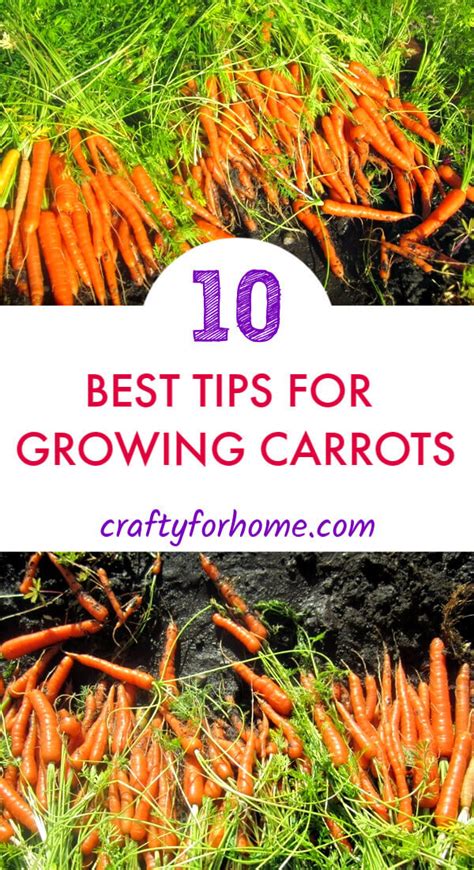 10 Best Tips For Growing Carrots Crafty For Home