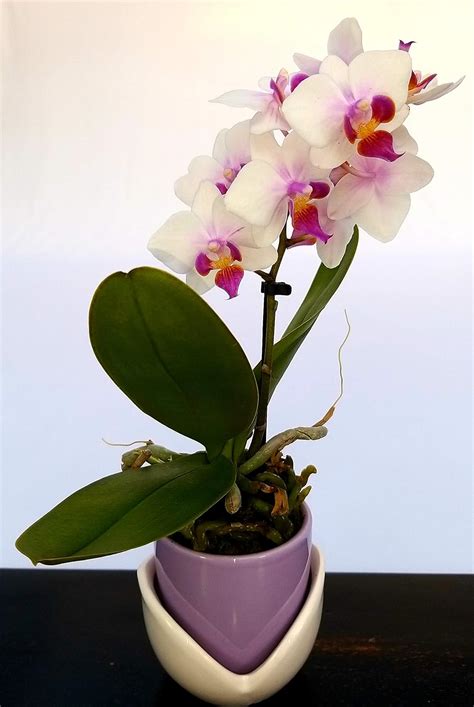 POWERS TO FLOWERS ORCHIDEA PHALAENOPSIS BONSAI ROSATA IN VASO