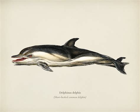 Delphinus delphis illustrated by Charles | Premium Photo - rawpixel