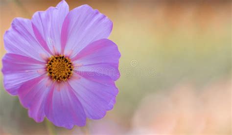 Fondo Delicado Con Una Flor Fondo En Colores Pastel De La Primavera