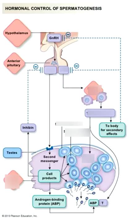 Spermatogenesis Hormones