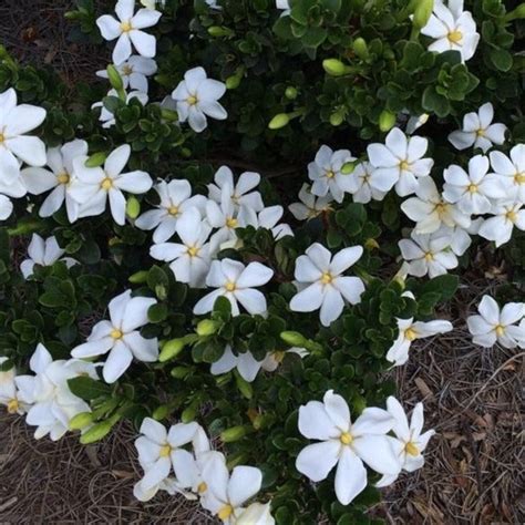 Kleim's Hardy Gardenia | White Fragrant Blooms - PlantingTree