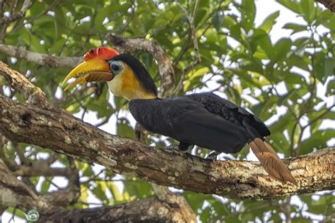 4D3N Sandakan Wildlife Safari | Borneo Eco Tours