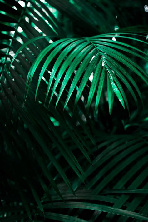 Text Background — Nature | 14 best free background, green, plant and flora photos on Unsplash