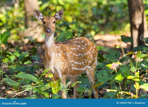 Spotted Deer Cheetal Axis Axis Axis Deer Royal Bardia National Park