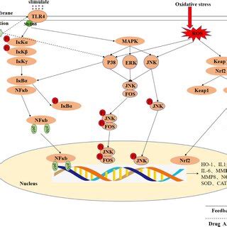 Molecular Mechanism Of The Effects Of Baicalin On The Mitochondrial