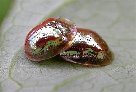 The Beautiful Golden Tortoise Beetle [12 pics] » TwistedSifter