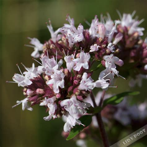 Wilde Marjolein Origanum Vulgare Roze Wilde Bloemen