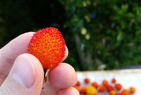 The Miracle of the Strawberry Tree | Wandering Italy Blog