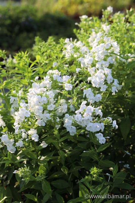 Floks Wiechowaty David Phlox Paniculata Albamar