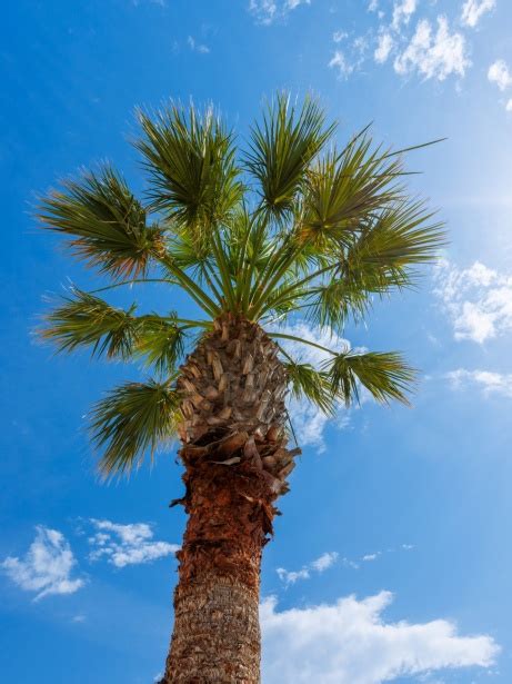 Palm Tree Against Blue Sky Free Stock Photo Public Domain Pictures