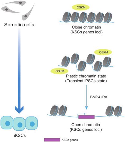 Pluripotency Factors OSKM Mediated Lineage Reprogramming For IKSCs