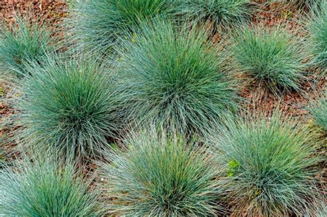 14 Small Ornamental Grasses With Big Appeal