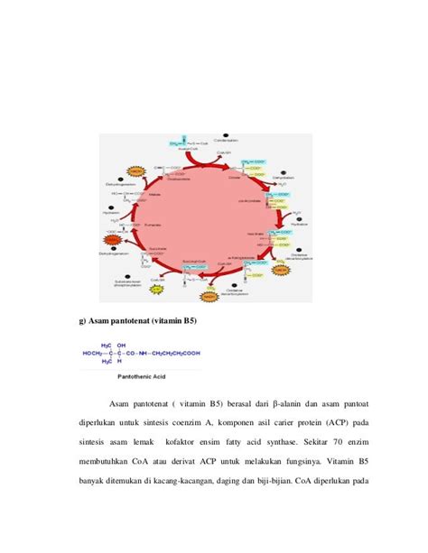 Metabolisme Vitamin