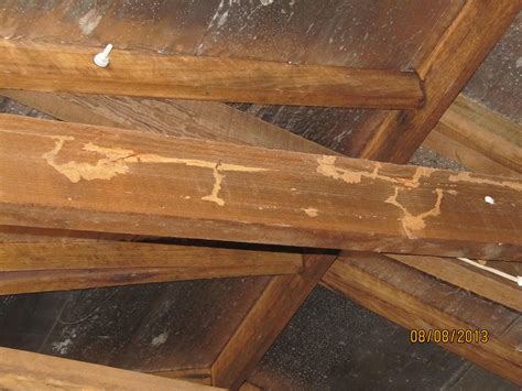 Termite Infestation/Damage in Sydney Houses