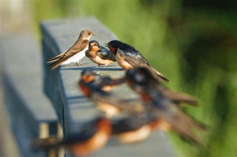 Premium Photo Close Up Of Birds Perching