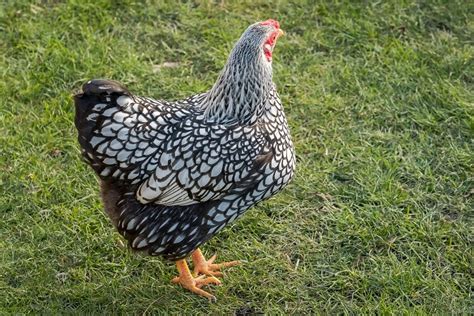 Wyandotte Chicken Care Guide Color Varieties And More Chickens And